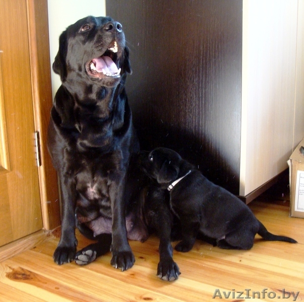 Щенки лабрадора-ретривера Родословная, клеймо, прививки, дрессировка! - Изображение #8, Объявление #895952