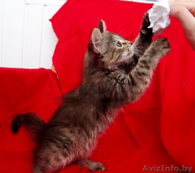 Котенок Пуся -пушистое счастье для Вас! - Изображение #8, Объявление #896020