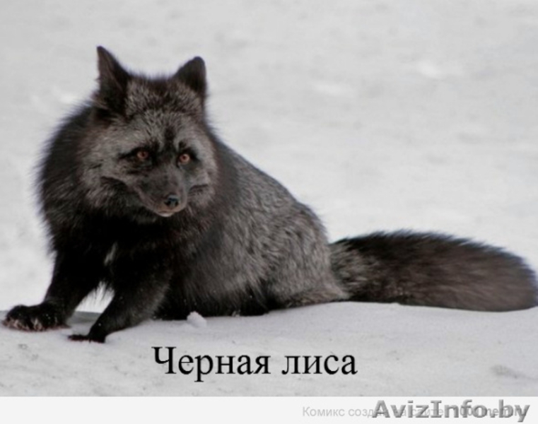 Прода лисят!80333360004 - Изображение #1, Объявление #906816