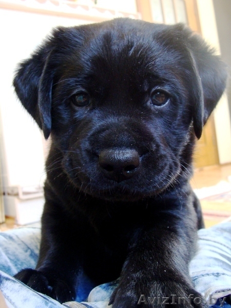 Щенки лабрадора-ретривера Родословная, клеймо, прививки, дрессировка! - Изображение #5, Объявление #895952