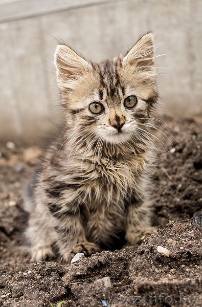 Маленький котенок в добрые руки - Изображение #1, Объявление #903918