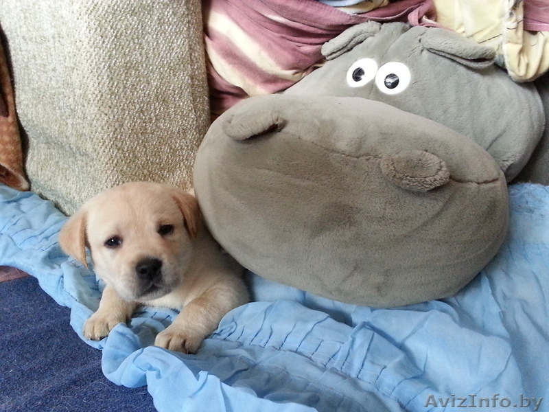 Продам Щенков лабрадора палевого цвета - Изображение #1, Объявление #894053