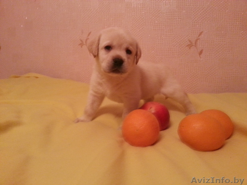 Продам Щенков лабрадора палевого цвета - Изображение #2, Объявление #894053