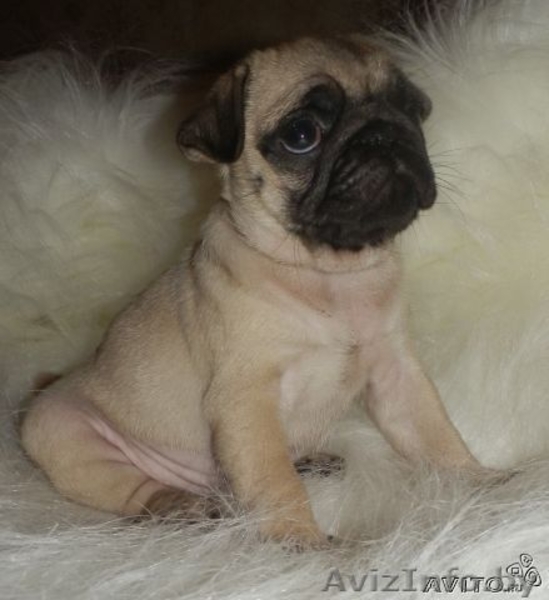Мопса щенки бежевого и черного окраса - Изображение #2, Объявление #904599