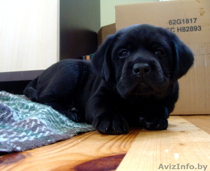 Щенки лабрадора-ретривера Родословная, клеймо, прививки, дрессировка! - Изображение #6, Объявление #895952