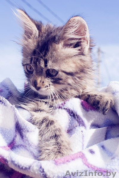 Маленький котенок в добрые руки - Изображение #4, Объявление #903918