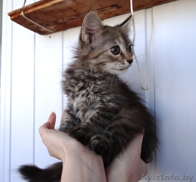 Котенок Пуся -пушистое счастье для Вас! - Изображение #2, Объявление #896020