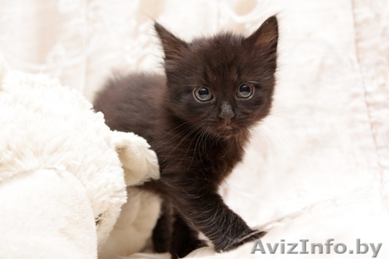 Пушистый чёрно-шоколадный дымчатый котёнок 1 мес в дар! - Изображение #3, Объявление #904534