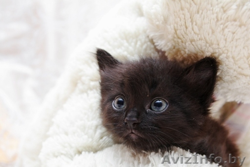 Пушистый чёрно-шоколадный дымчатый котёнок 1 мес в дар! - Изображение #2, Объявление #904534
