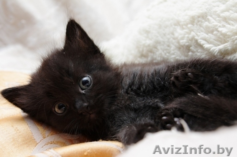 Пушистый чёрно-шоколадный дымчатый котёнок 1 мес в дар! - Изображение #1, Объявление #904534