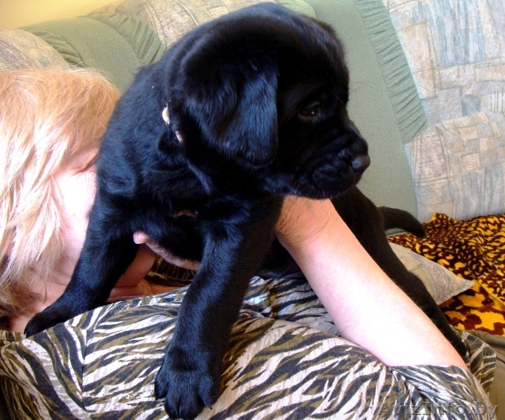 Щенки лабрадора-ретривера Родословная, клеймо, прививки, дрессировка! - Изображение #4, Объявление #895952