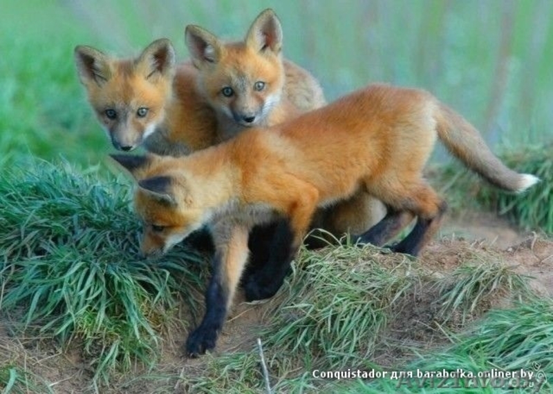 Прода лисят!80333360004 - Изображение #3, Объявление #906816