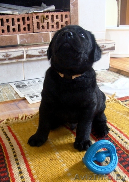 Щенки лабрадора-ретривера Родословная, клеймо, прививки, дрессировка! - Изображение #7, Объявление #895952
