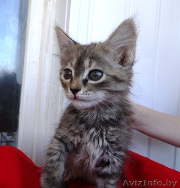 Котенок Пуся -пушистое счастье для Вас! - Изображение #5, Объявление #896020