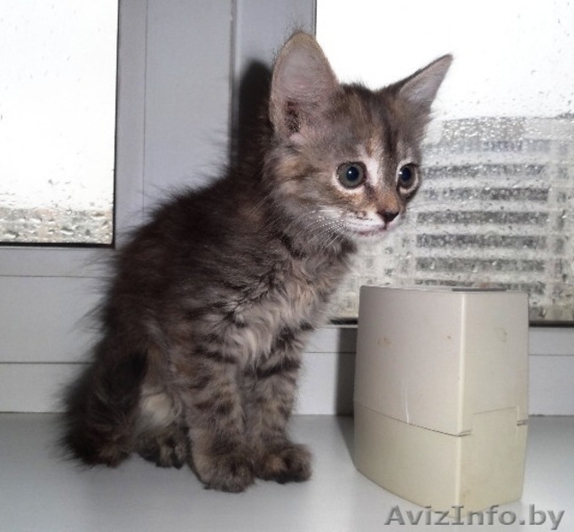 Котенок Пуся -пушистое счастье для Вас! - Изображение #3, Объявление #896020