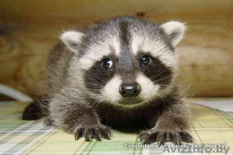 Крошка Енот!80333360004 - Изображение #1, Объявление #906815