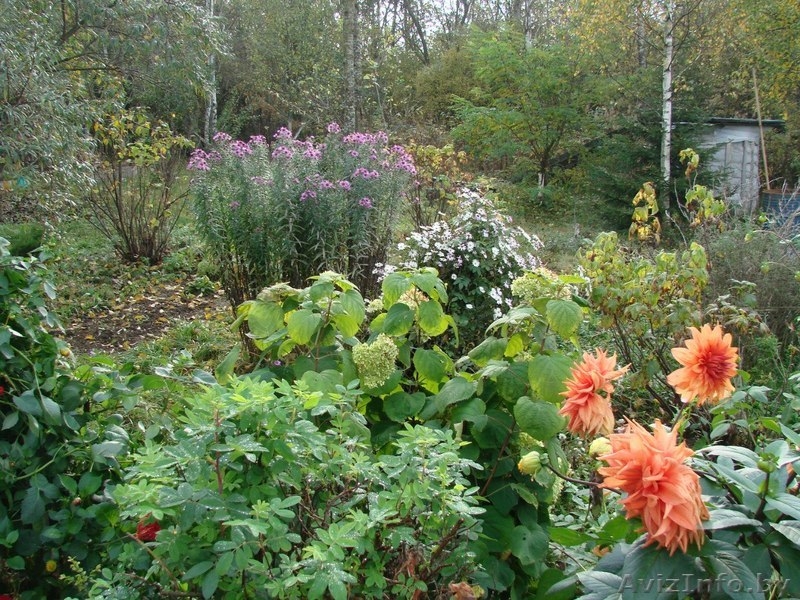 Дом в д. Сыроевщина 5 км от Логойска - Изображение #6, Объявление #904769