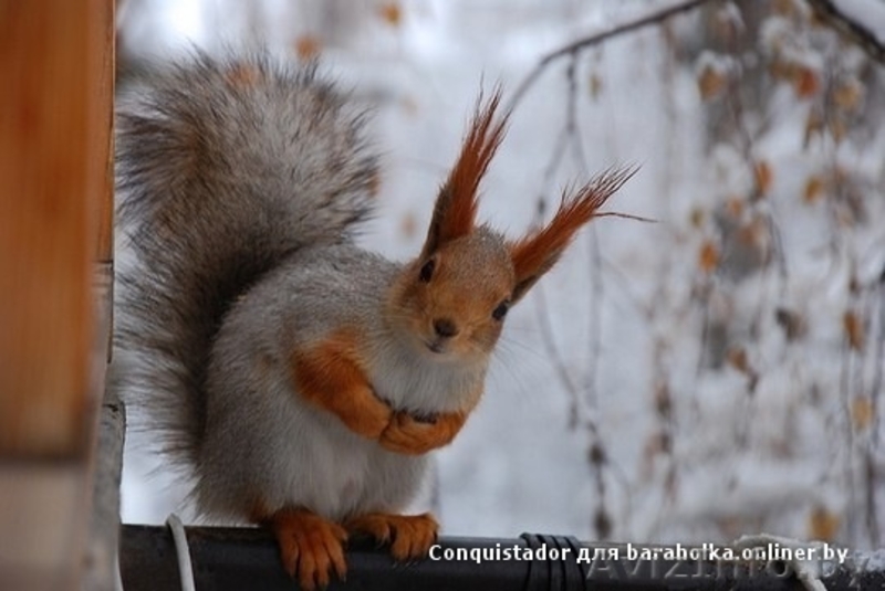 Продам белочек 80333360004 - Изображение #1, Объявление #906814