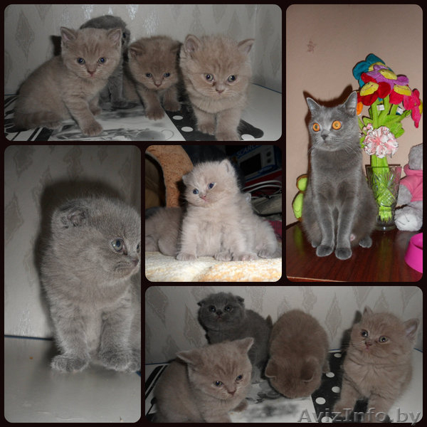 Британские котята продажа - Изображение #1, Объявление #903854