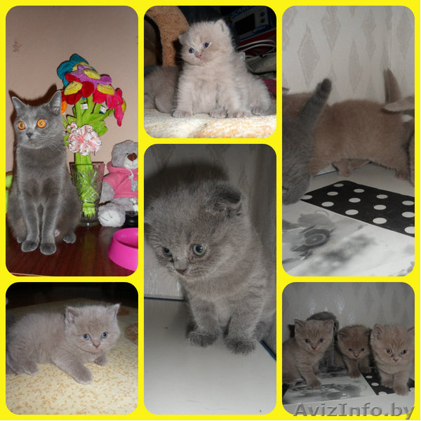 Британские котята продажа - Изображение #2, Объявление #903854