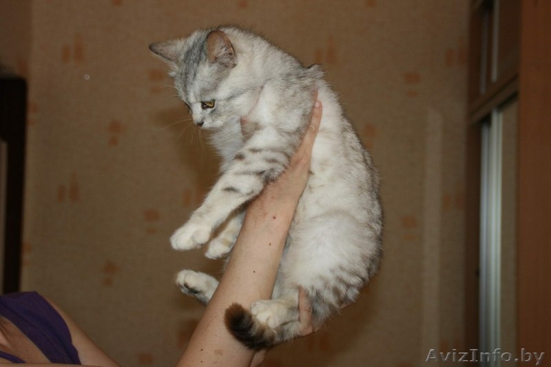  Знакомьтесь, маленькая принцесса– Снежана.  - Изображение #3, Объявление #906339