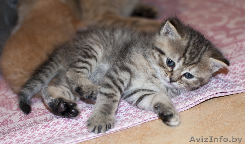 Очаровательные британские котята (недорого)!!!! - Изображение #2, Объявление #894197