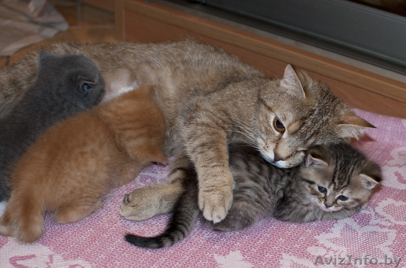 Очаровательные британские котята (недорого)!!!! - Изображение #1, Объявление #894197