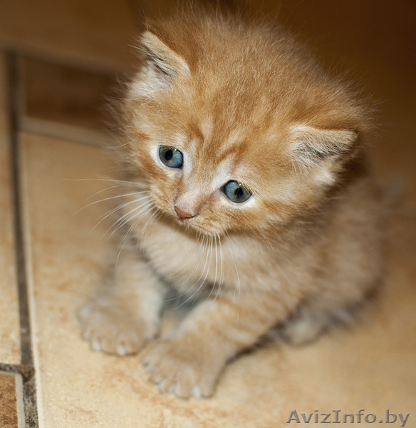 Очаровательные британские котята (недорого)!!!! - Изображение #5, Объявление #894197