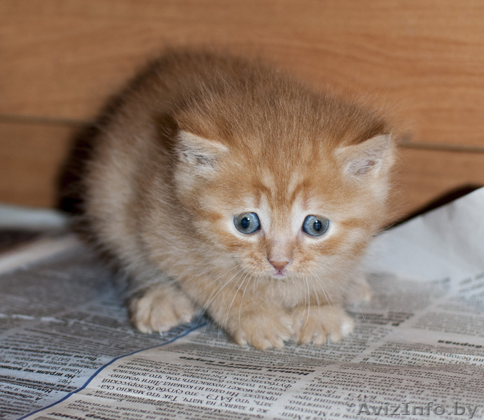 Очаровательные британские котята (недорого)!!!! - Изображение #6, Объявление #894197