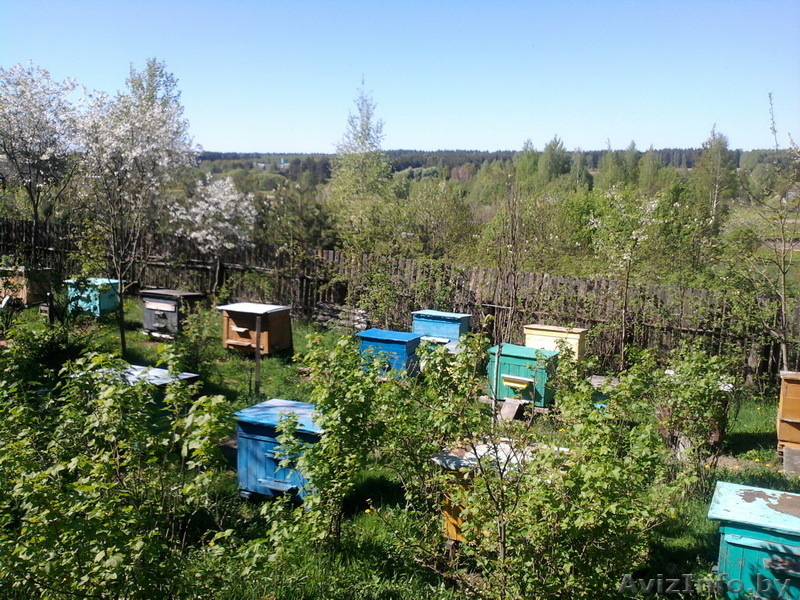 Пасека. Семьи пчел. Инвентарь пчеловода. Срочно. Недорого. - Изображение #1, Объявление #907376