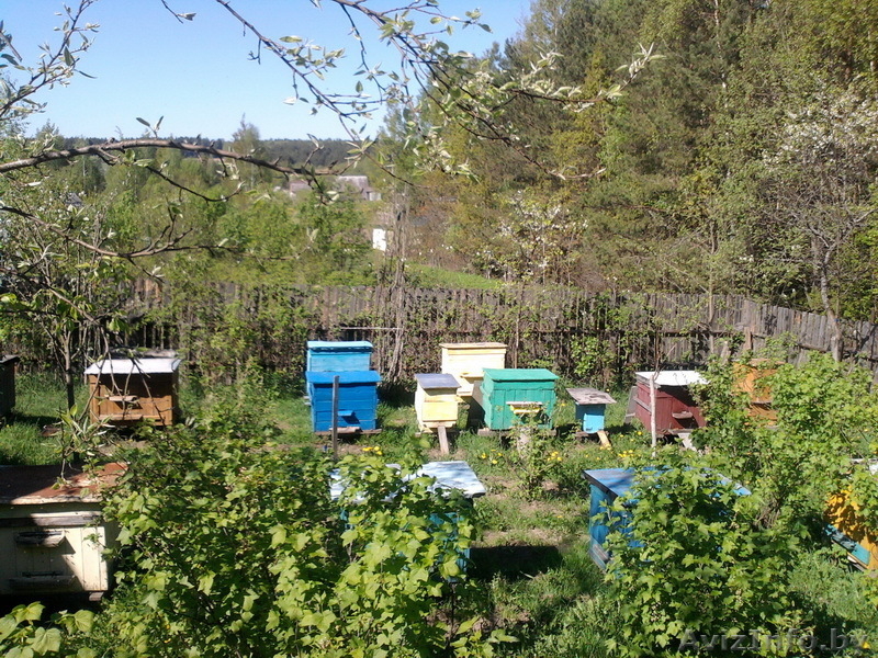 Пасека. Семьи пчел. Инвентарь пчеловода. Срочно. Недорого. - Изображение #2, Объявление #907376