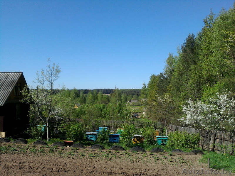 Пасека. Семьи пчел. Инвентарь пчеловода. Срочно. Недорого. - Изображение #3, Объявление #907376