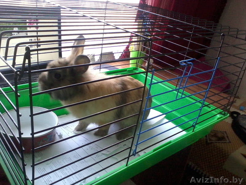 Продам кролика за разумную цену - Изображение #2, Объявление #903159