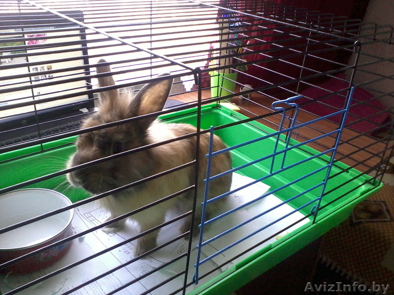 Продам кролика за разумную цену - Изображение #1, Объявление #903159