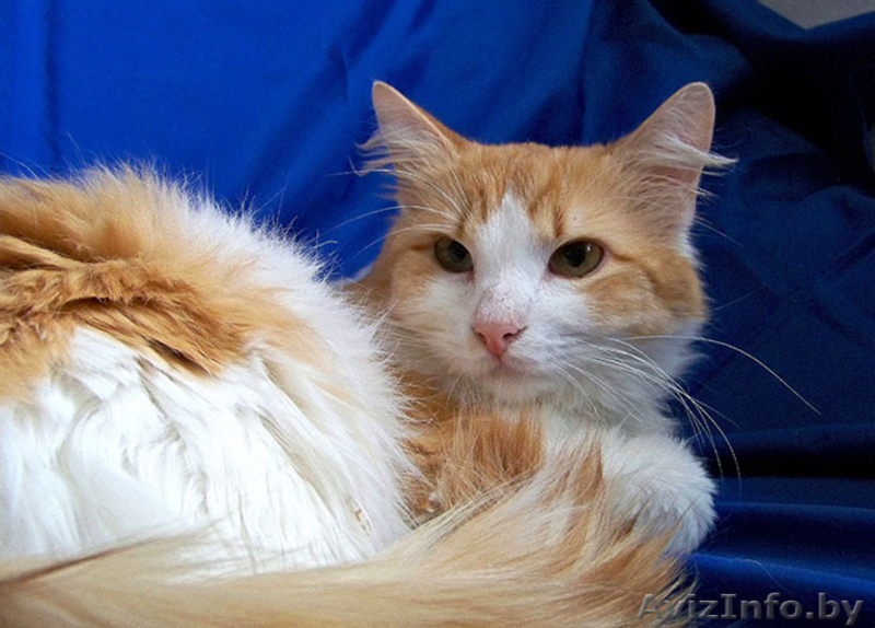 Тимоша - солнечный котик в дар - Изображение #2, Объявление #898170