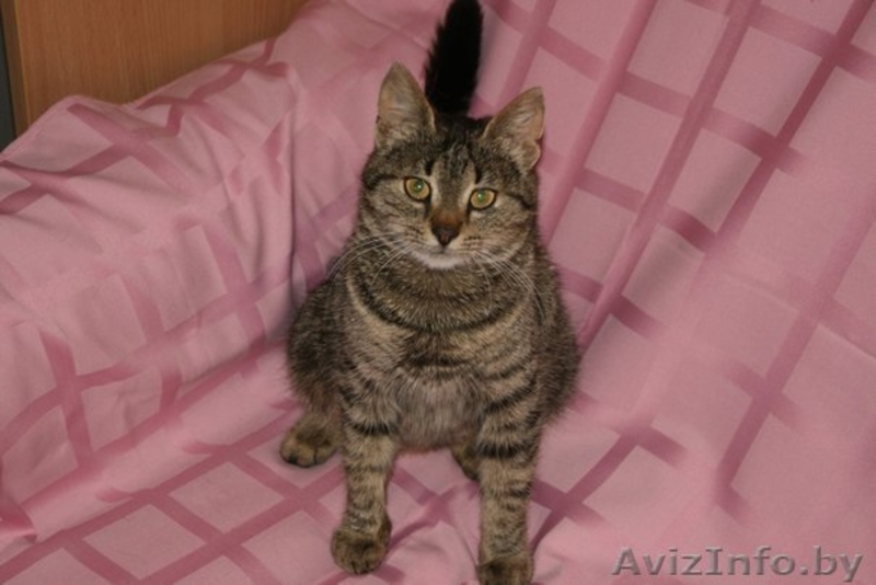  В дар кошечка Хани (в переводе с англ. "Honey"-сладкая, мед) - Изображение #3, Объявление #906340