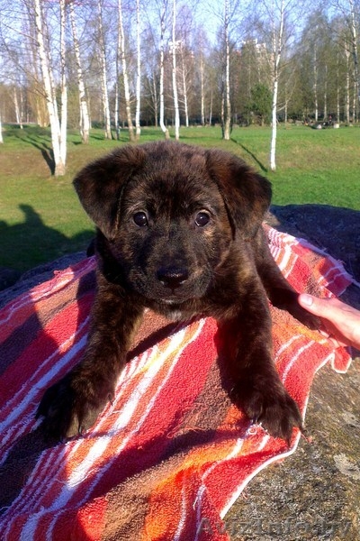 Плюшевые щенки  - Изображение #2, Объявление #893615