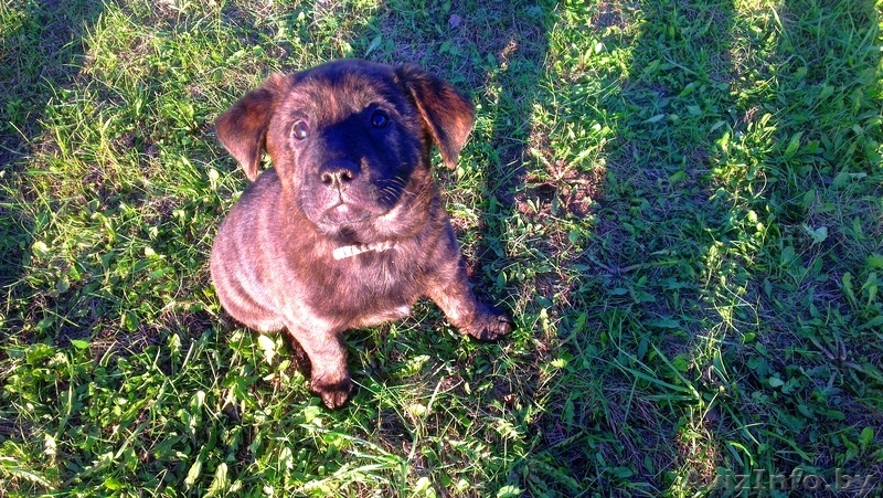 Плюшевые щенки  - Изображение #5, Объявление #893615