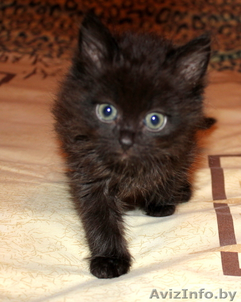 Котёнок чёрный с привкусом шоколада 1,5 мес в дар! - Изображение #2, Объявление #904535