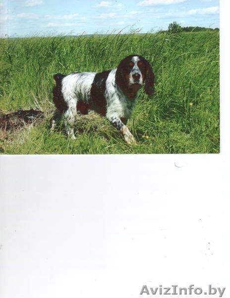 Предлагаю для вязки кобеля русского охотничьего спаниеля - Изображение #1, Объявление #895677