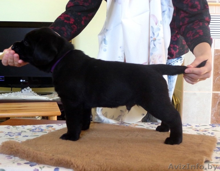 Щенки лабрадора-ретривера Родословная, клеймо, прививки, дрессировка! - Изображение #3, Объявление #895952