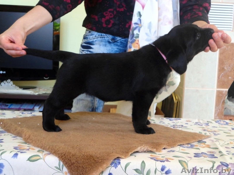 Щенки лабрадора-ретривера Родословная, клеймо, прививки, дрессировка! - Изображение #2, Объявление #895952