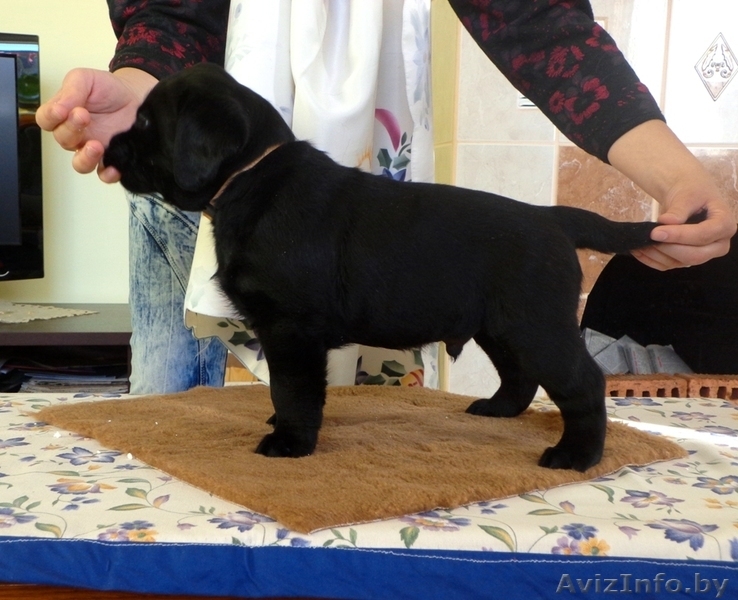 Щенки лабрадора-ретривера Родословная, клеймо, прививки, дрессировка! - Изображение #1, Объявление #895952