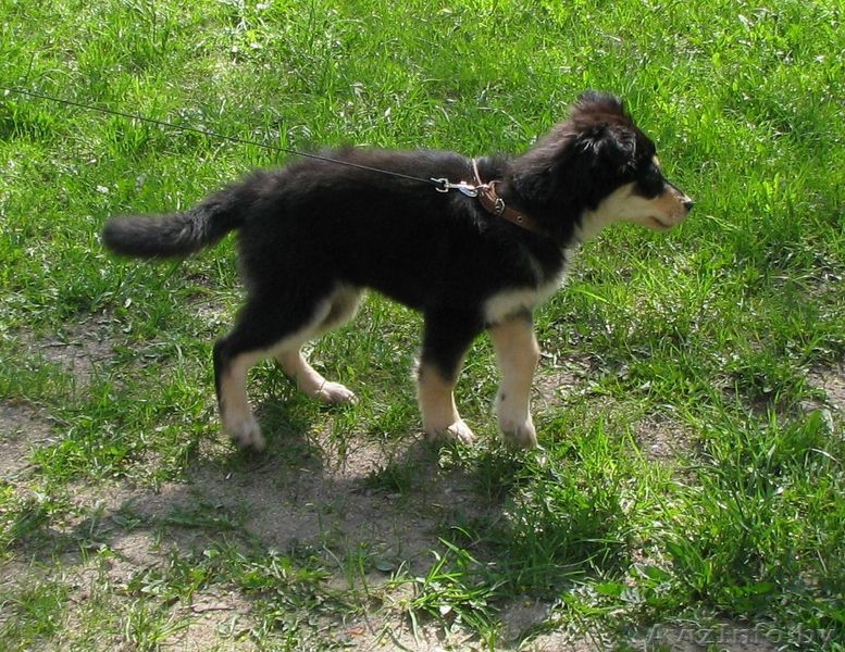 Марта ищет новый дом! - Изображение #3, Объявление #904654