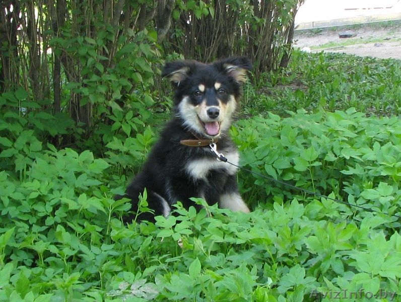 Марта ищет новый дом! - Изображение #1, Объявление #904654