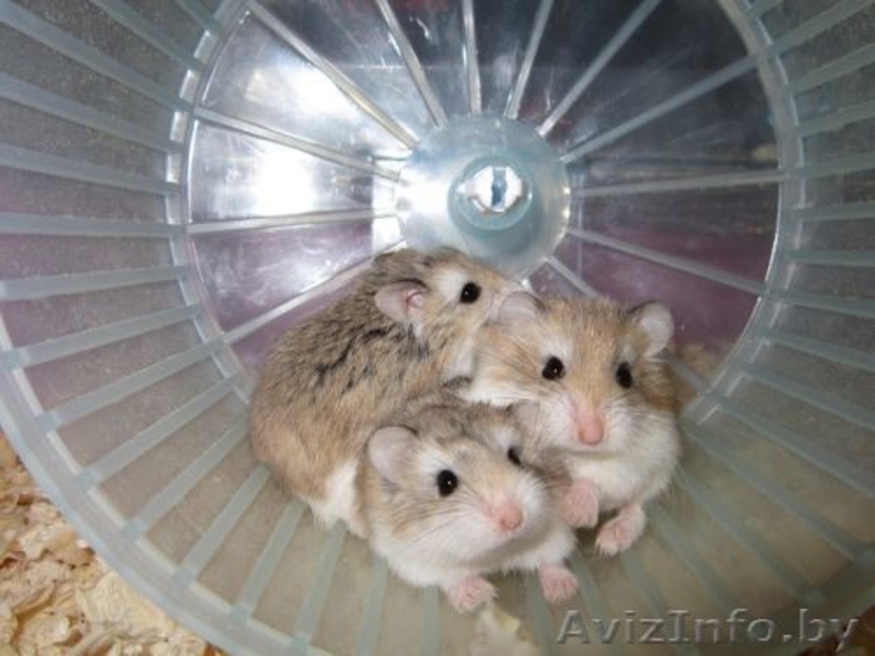 Хомячата Роборовского! - Изображение #2, Объявление #893104