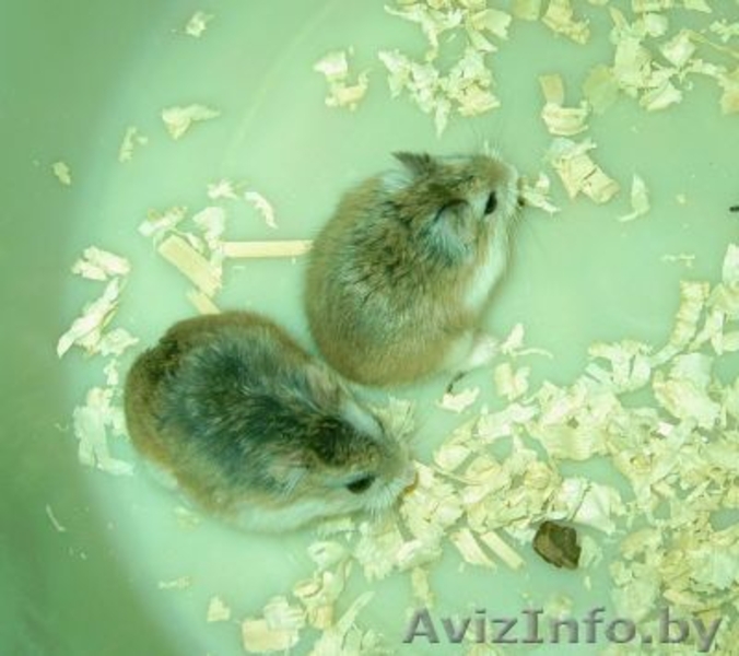 Хомячата Роборовского! - Изображение #5, Объявление #893104