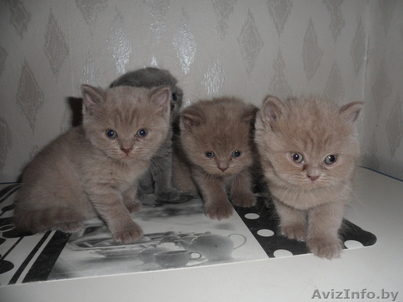 Британские котята продажа - Изображение #3, Объявление #903854