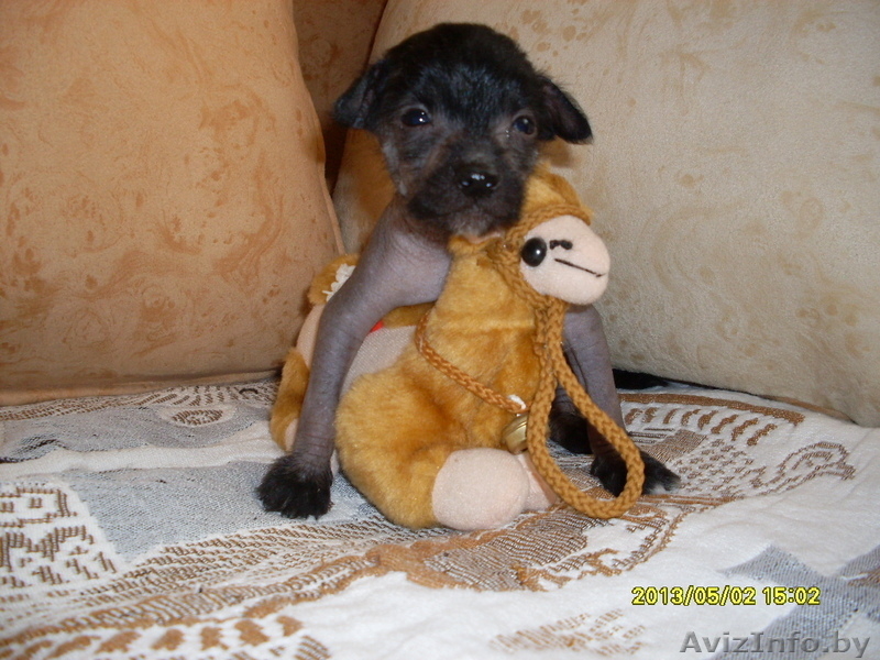 Китайская хохлатая собачка щеночки - Изображение #7, Объявление #523888