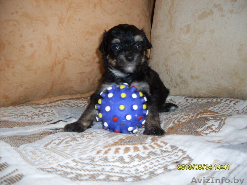 Китайская хохлатая собачка щеночки - Изображение #2, Объявление #523888